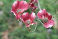 Flowering dogwood Cornus florida Red Giant, red flowers